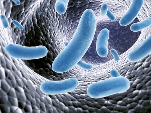 Bacteria Emerges As A Surprising Factor in How Well Cancer Drugs Work by frenta, despositphotos.com