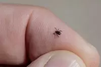 Lyme Disease: 9 Common Myths Debunked