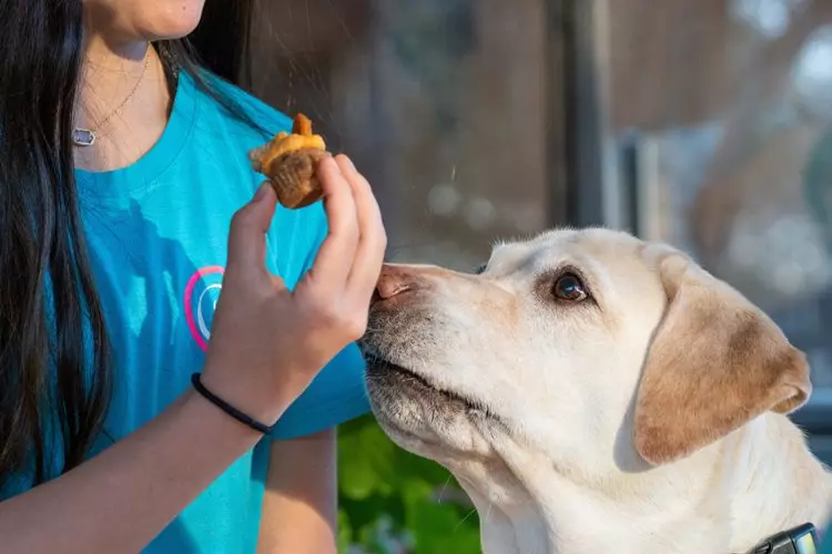 Aerosol Chamber for Pets is Now Available from Canada Pharmacy Online Photo Credit: by Gabe, Pexels.com